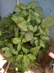 Syngonium podophyllum