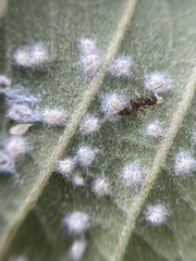 Brachymyrmex