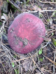 Russula xerampelina