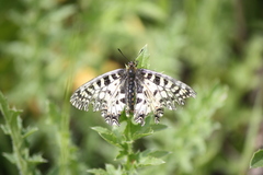 Zerynthia polyxena