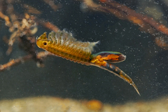 Chirocephalus diaphanus