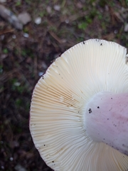 Russula xerampelina
