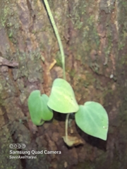 Peperomia
