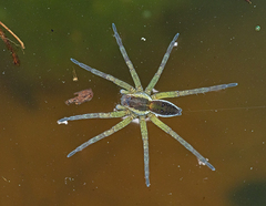 Dolomedes
