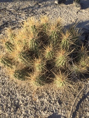 Echinocereus enneacanthus enneacanthus