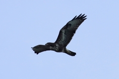 Buteo buteo
