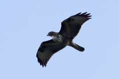 Buteo buteo