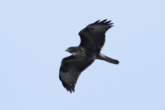 Buteo buteo