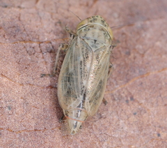Euscelis
