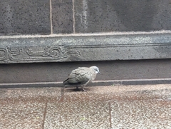 Streptopelia chinensis