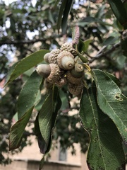 Quercus muehlenbergii