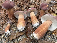 Boletus pseudopinophilus