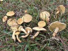 Suillus decipiens