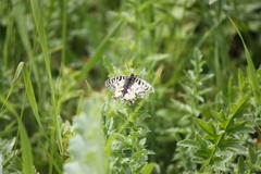 Zerynthia polyxena