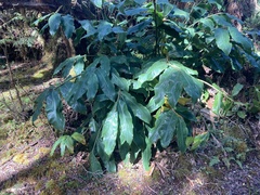 Hedychium