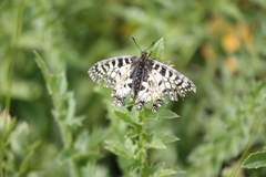 Zerynthia polyxena