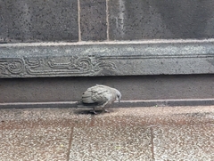 Streptopelia chinensis