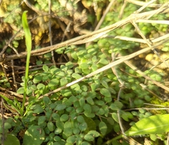 Parietaria pensylvanica