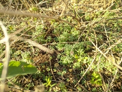 Parietaria pensylvanica