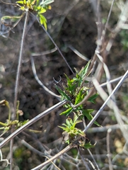 Clematis drummondii