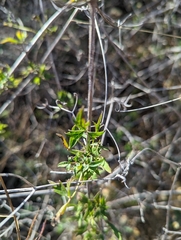 Clematis drummondii