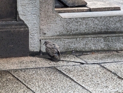 Streptopelia chinensis