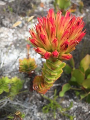 Crassula coccinea
