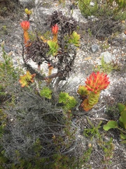 Crassula coccinea