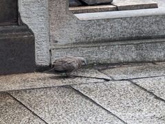 Streptopelia chinensis