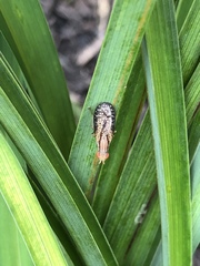 Trypetoptera canadensis