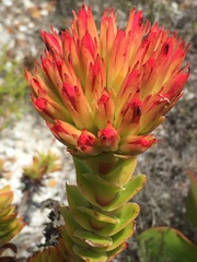 Crassula coccinea