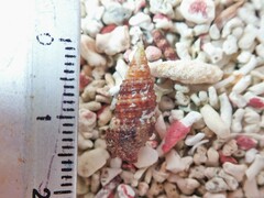 Cerithium atratum