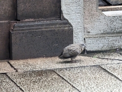 Streptopelia chinensis