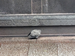 Streptopelia chinensis