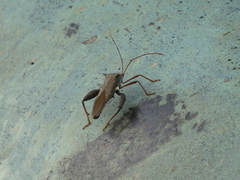 Mictis longicornis