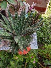 Asphodeloideae