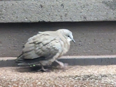 Streptopelia chinensis
