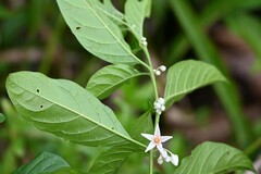 Solanum leucocarpon