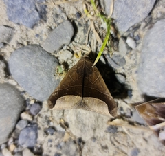 Poaphilini
