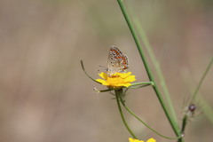 Polyommatus