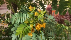 Senna surattensis