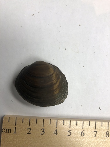 Obovaria subrotunda