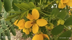 Senna surattensis