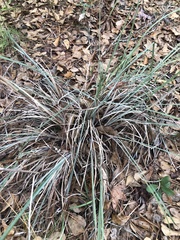 Andropogon capillipes