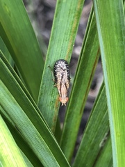 Trypetoptera canadensis