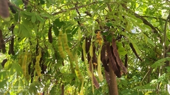 Senna surattensis