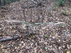 Andropogon capillipes