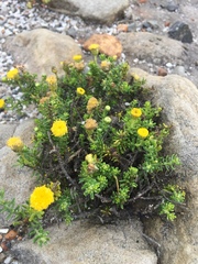 Chrysocoma coma-aurea