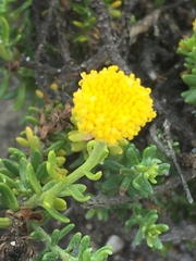 Chrysocoma coma-aurea