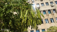 Senna surattensis